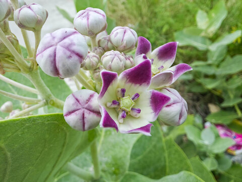 Purple crown flower blooming in nature. Calotropis gigantea plant with buds and petals.