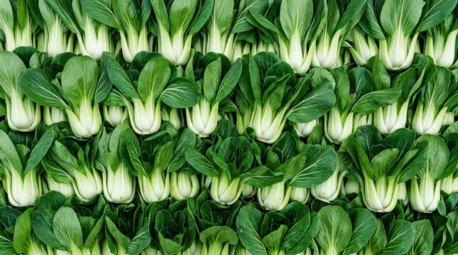 Fresh Green Bok Choy Vegetables Displayed in Rows.