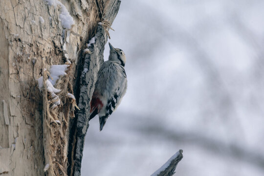 Woodpecker bird pecking winter tree trunk looking for insects under the bark