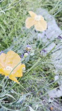 Huge Bee Species Gathering Pollen on Bright Orange California Poppy