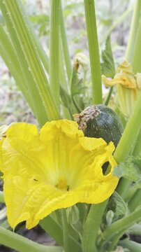 Close-up of a Zucchini Fruit and its Vibrant Flower