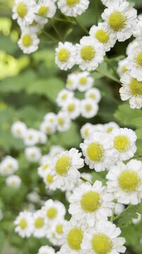 Vertical Cinematic Close-Up of Wild White Daisies, Spring Nature and Herbal Tea Concept