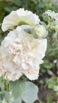 Vertical Cinematic Close-Up of White Marshmallow Flower, Medicinal Herb and Botanical Concept