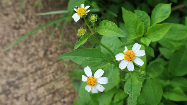 Close up of white bidens pilosa wild flowers blooming with a tiny insect