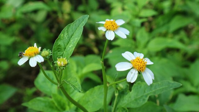Close up of white bidens pilosa wild flowers blooming with a tiny insect