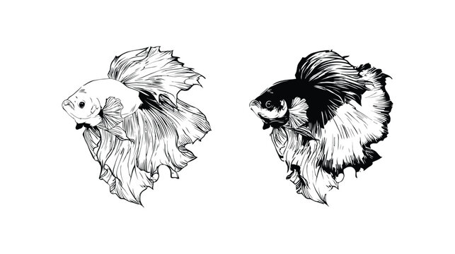 Fish vector illustration, siamese fighting fish set