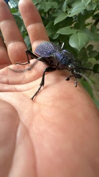 Human Interaction with Rare Carabus Scabrosus Beetle in Nature