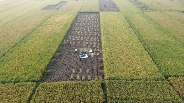 Aerial view of farmers harvesting ripe rice in neat, organized rows across a lush paddy field