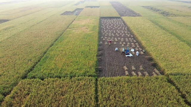 Aerial view of farmers harvesting ripe rice in neat, organized rows across a lush paddy field