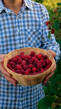 A farmer with a raspberry harvest in the garden. Selective focus.