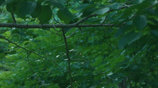Small branch with black cherries