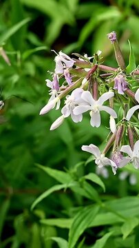 A bee visits delicate white flowers in a green summer meadow, a close up of pollination and blooming wildflowers in nature.