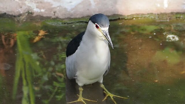 Close up front view of a wild Black crowned Night Heron bird with striking red eyes standing still in shallow pond water while hunting