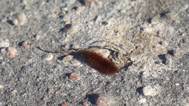 Close-up macro video of a hairy brown caterpillar (Woolly Bear style) slowly moving across a textured, gritty asphalt road. The scene is shot in bright, natural afternoon sunlight, casting defined sha