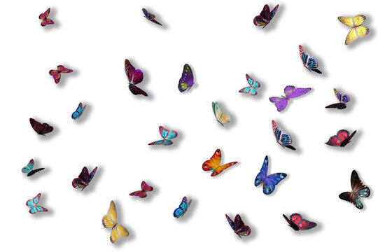 PNG. Illustrazione 3D. Primavera, estate. Farfalle su sfondo trasparente . Farfalle colotate sullo sfondo trasparente.