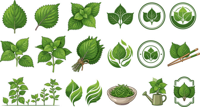 Fresh Green Shiso Perilla and Mint Leaf Herb Vector Set with Culinary Bowls Chopsticks Watering Cans and Organic Logo Emblems on White Background