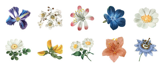 Fototapeta na wymiar Vector of ten detailed floral illustrations, showcasing various colorful flowers.