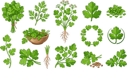 Fresh Green Parsley and Coriander Herb Vector Set with Cilantro Bunches Leaves White Blossoms Roots Seeds and Bowls Isolated on White Background © MDRahul