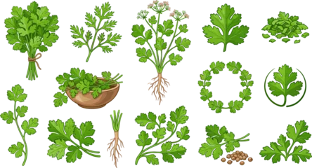 Fresh Green Parsley and Coriander Herb Vector Set with Cilantro Bunches Leaves White Blossoms Roots Seeds and Bowls Isolated on White Background © MDRahul