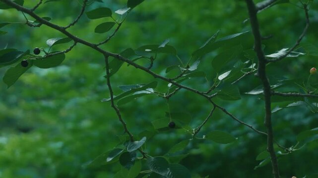 Small branch with black cherries