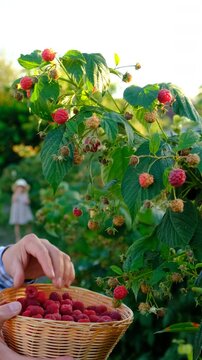 A farmer with a raspberry harvest in the garden. Selective focus.