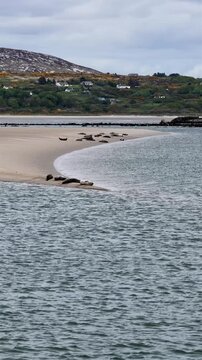 Seals resting in Gweebarra bay by Portnoo - County Donegal, Ireland