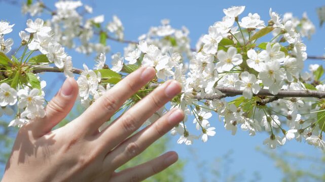 Close up female hand softly touching delicate white flowers of blooming cherry tree branch on sunny spring day. Clear blue sky providing a background. Fingers gently touch the white petals of flowers