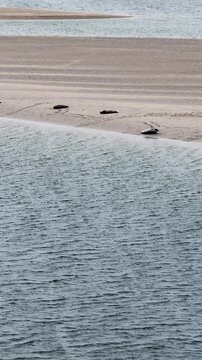 Seals resting in Gweebarra bay by Portnoo - County Donegal, Ireland