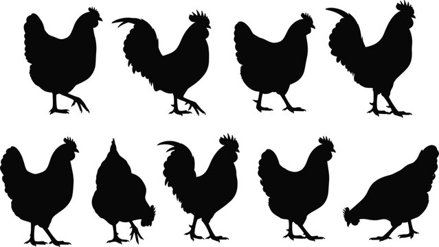 Chicken and rooster silhouettes, black hen vector shapes, solid silhouette poultry elements for farm animals, organic food and agriculture