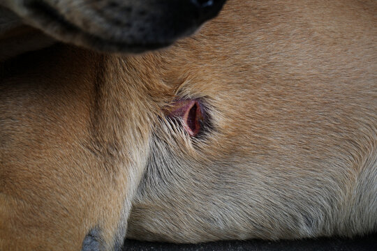 Dog skin injury with a deep cut and puncture wound needing veterinary care and infection prevention