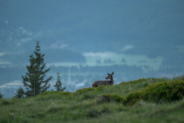 zwierzęta, przyroda, natura, krajobraz, góry, wschód słońca. dzikie zwierzęta © Adrian Jaśpiński