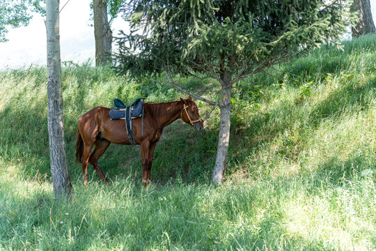 A chestnut brown horse is tied to a tree trunk in the shade during a hot summer day, with many flies buzzing around and biting its face, especially near the eyes and chest area.