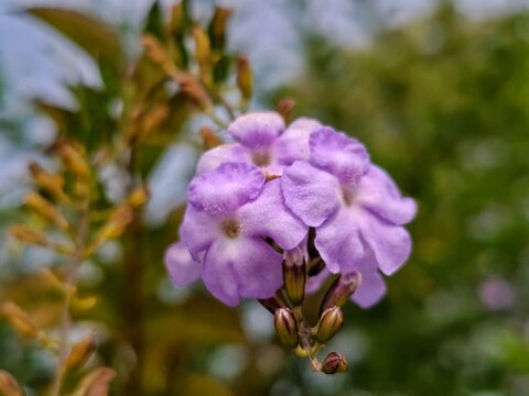 Macro Purple Duranta Erecta Flower Blossom