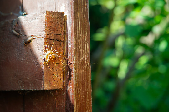Insect common flycatcher or centipede sits on a door
