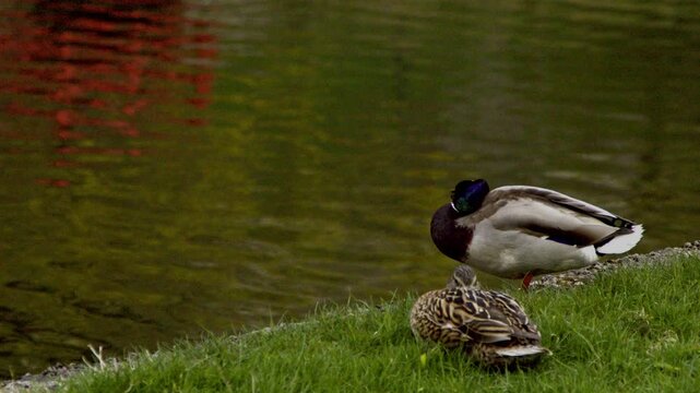 4K slow motion of wild mallard ducks (Anas platyrhynchos) resting and preening on the grassy shoreline of Snelli Park pond in Tallinn, Estonia. The drake stands still while the female relaxes nearby