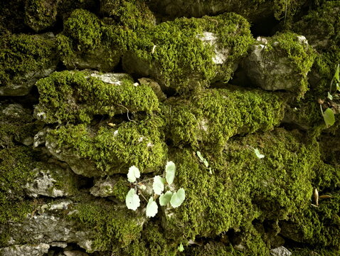 Texture di muro in pietra con muschio verde fitto, dettagli naturali ad alta definizione