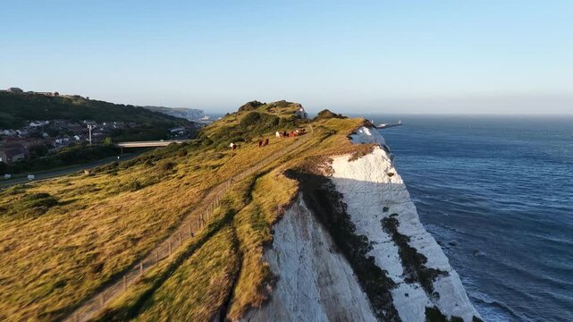 White Cliffs of Dover landscape with grazing cows during sunny morning hours