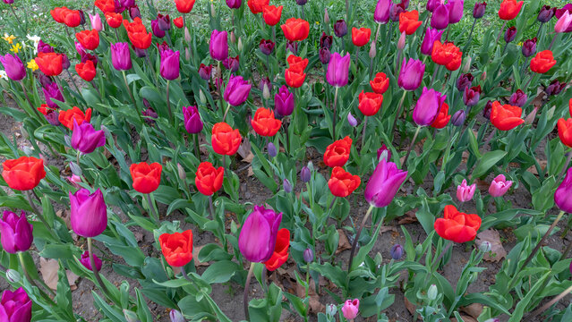 Vibrant Red and Purple Tulips in a Spring Garden