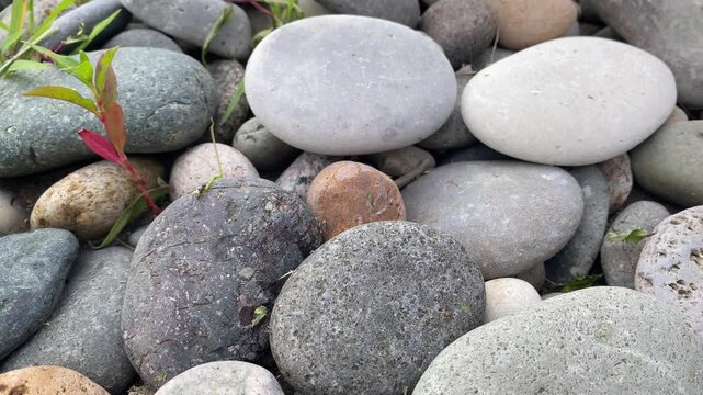 Close-up of an ant carrying a blade of grass across smooth pebbles on a rocky beach in daylight
