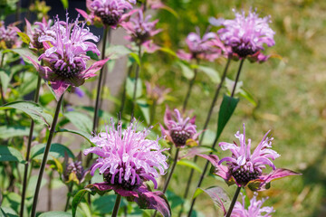 Fototapeta premium Fragrant pink monarda flowers in the garden.