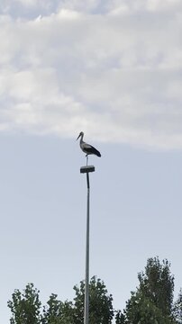 Wildlife Encounter: Stork Perched on a High Street Lamp