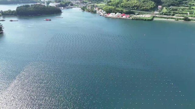 Drone view of oyster farming buoys arranged in geometric rows across a calm coastal bay in South Korea. Aquaculture seafood production clear blue water and scenic marine landscape.