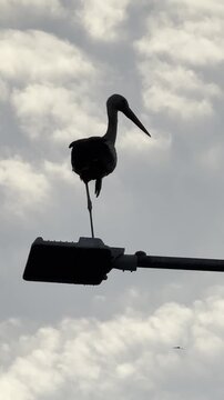 Beautiful Stork Silhouette Against a Warm Sunset Sky