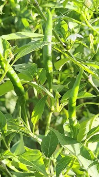 Close-up of green chilli trees gently swaying and moving in the wind, nature background.