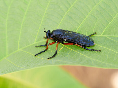Dasypogon Robber Flies (Family Asilidae)