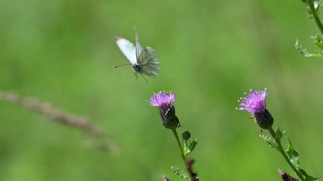 Green Veined White butterfly (Pieris napi) feeding on a Thistle flower before flying away. Kent, UK [Slow motion x10]