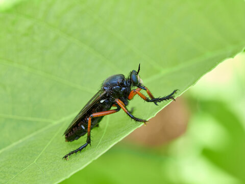 Dasypogon Robber Flies (Family Asilidae)