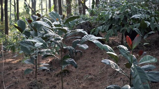 4K video of lush green coffee plants growing under tall pine trees in a beautiful forest.