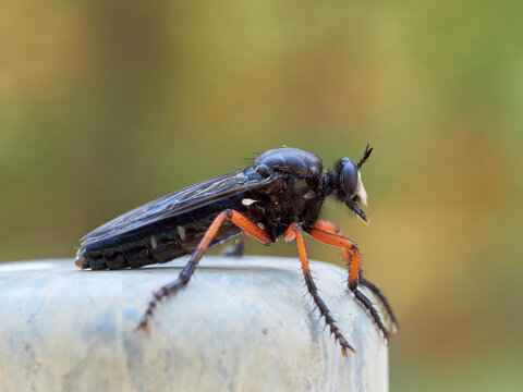 Dasypogon Robber Flies (Family Asilidae)