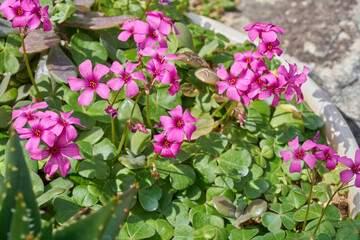 Naklejka premium Pink Oxalis Flowers Blooming Among Green Clover Shaped Leaves in Sunlight